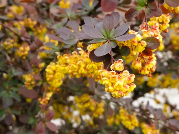 Un cespuglio con fiori gialli e rossi e foglie verdi