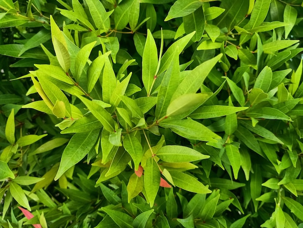 Un cespuglio con foglie verdi e macchie rosse.