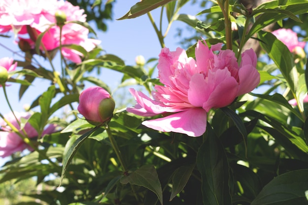 Un cespuglio con peonie rosa in fiore