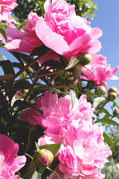 Un cespuglio con peonie rosa in fiore