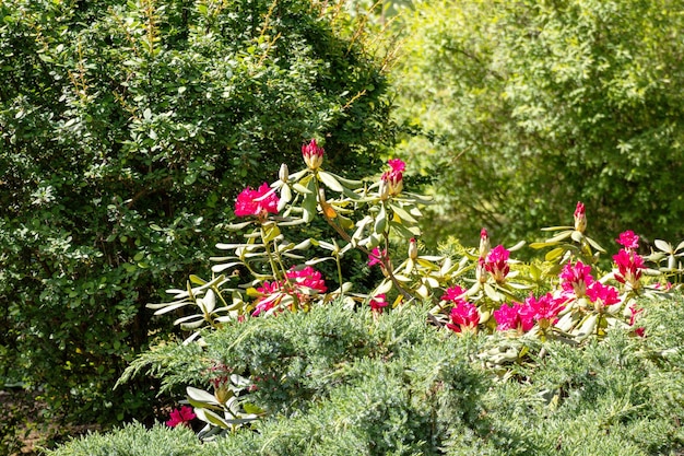 Un cespuglio di azalee in un giardino con fogliame verde