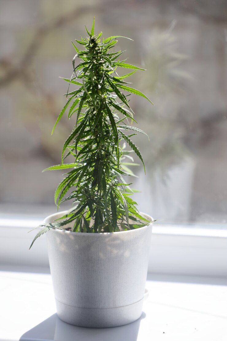 Un cespuglio di cannabis culturale.