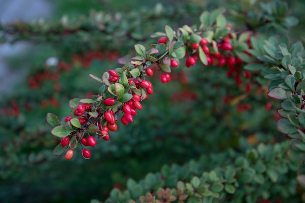 Un cespuglio di crespino con frutti luminosi in giardino. Bacche rosse luminose del crespino su un ramo. Giardinaggio, decorazione del cortile. Focalizzazione morbida