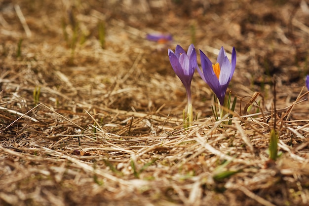 Un cespuglio di diversi fiori di croco che sboccia tra l'erba secca. Fiore di campo, primula. Avvicinamento