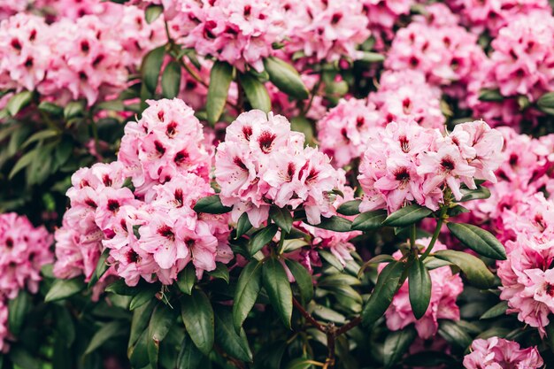 un cespuglio di fiori di azalea rosa