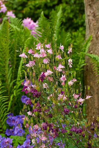 Un cespuglio di fiori di columbine in un giardino esterno con spazio per la copia Primo piano di fiori di aquilegia rosa e viola che crescono in natura su uno sfondo sfocato in un parco o in un cortile in estate