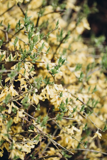 Un cespuglio di fiori gialli con foglie verdi