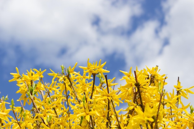 Un cespuglio di fiori gialli con il cielo sullo sfondo