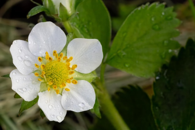 Un cespuglio di fragole in fiore nel giardino in primavera