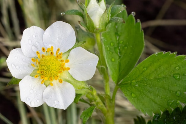 Un cespuglio di fragole in fiore nel giardino in primavera