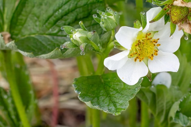 Un cespuglio di fragole in fiore nel giardino in primavera