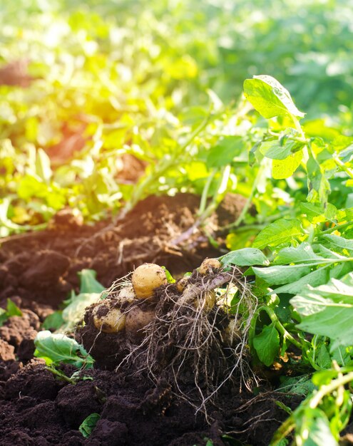 Un cespuglio di giovani patate gialle