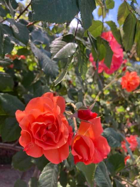 Un cespuglio di rose con fiori rosa e foglie verdi