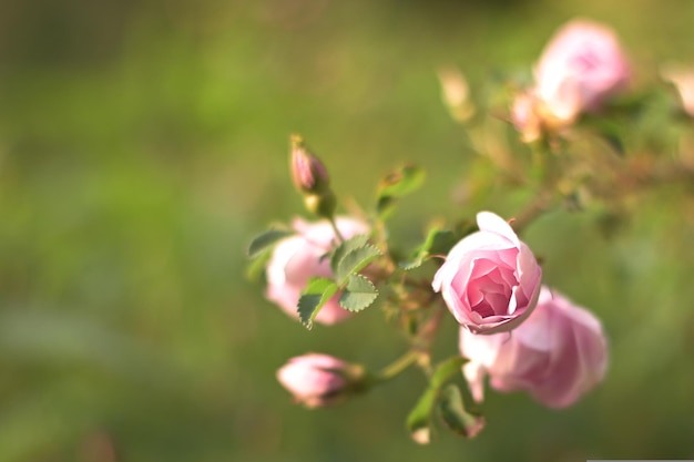 Un cespuglio di rose rosa nel giardino