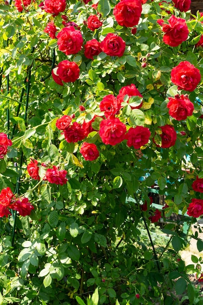 Un cespuglio di rose rosse che si arrampicano fiorisce in un giardino estivo soleggiato
