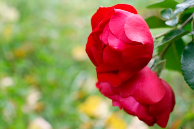 Un cespuglio di rose rosse nel giardino Cespugli di rose a fioritura brillante Sfondo sfocato