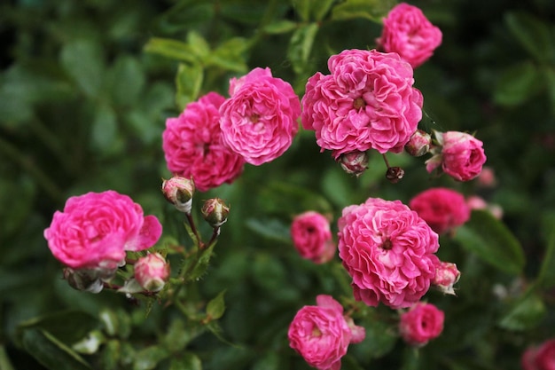 Un cespuglio di rose tea guarda con orgoglio il sole