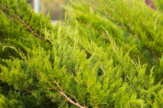 Un cespuglio di thuja su un'aiuola nel parco