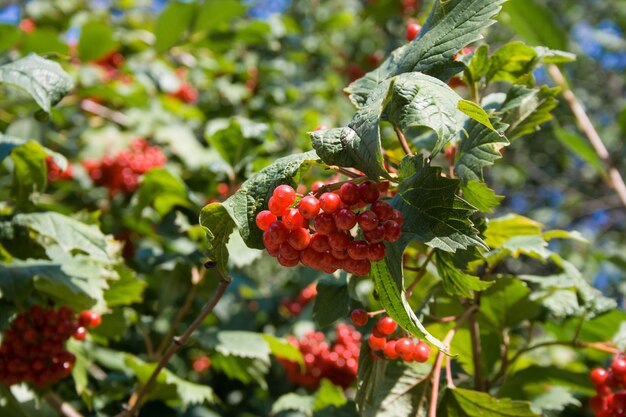 Un cespuglio di viburno rosso in una giornata di sole autunnale