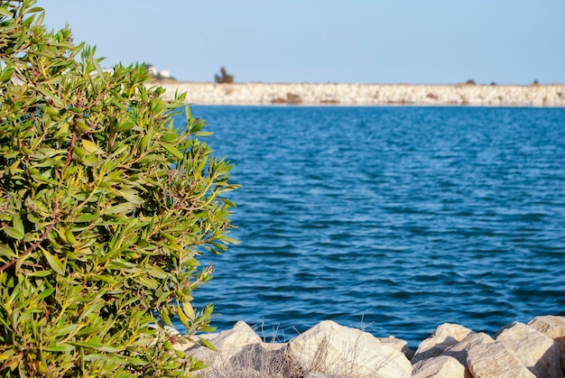 Un cespuglio verde sullo sfondo dell'acqua blu.