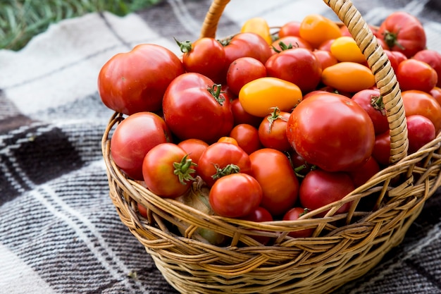 Un cesto con pomodori su una coperta. Alimenti biologici freschi dell'orto.