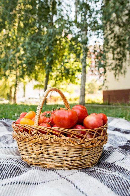 Un cesto con pomodori su una coperta. Alimenti biologici freschi dell'orto.