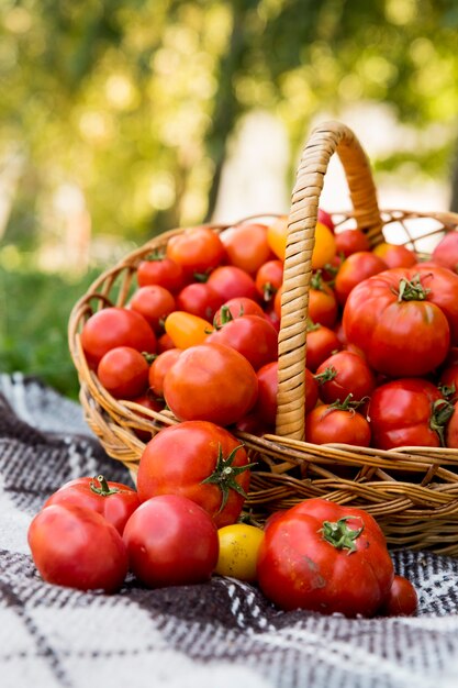 Un cesto con pomodori su una coperta. Alimenti biologici freschi dell'orto.