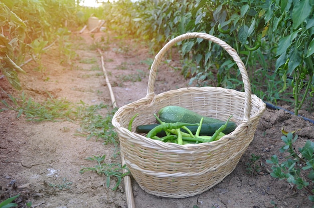 Un cesto di cetrioli si trova a terra in un campo.