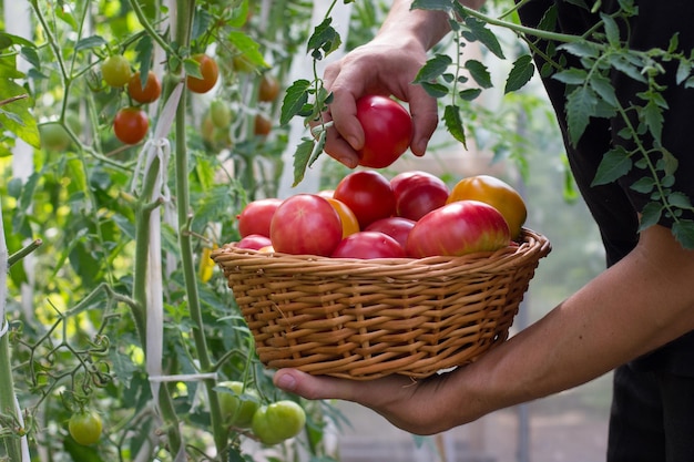 Un cesto di pomodori