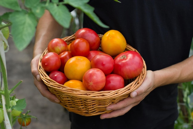 Un cesto di pomodori