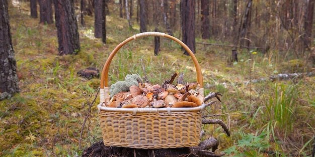 Un cesto di vimini con funghi selvatici si trova su un ceppo circondato da muschio e rami di bosco