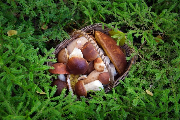 Un cesto di vimini pieno di funghi selvatici sullo sfondo delle foglie autunnali