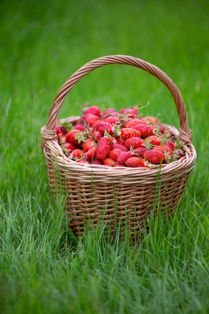 Un cesto pieno di fragole in piedi su un'erba verde lussureggiante in una giornata di sole estivo