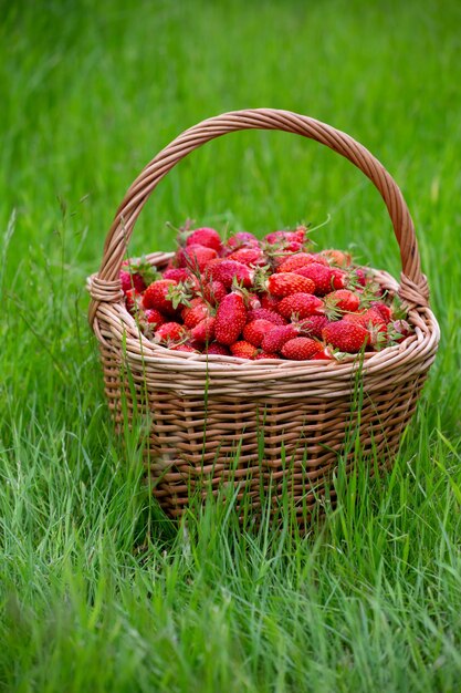 Un cesto pieno di fragole in piedi su un'erba verde lussureggiante in una giornata di sole estivo