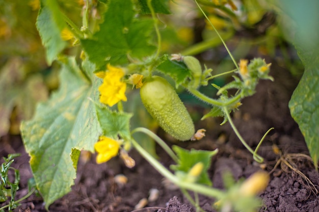 Un cetriolo angelo di tipo bianco su un letto tra fiori gialli Varietà ibride di cetrioli