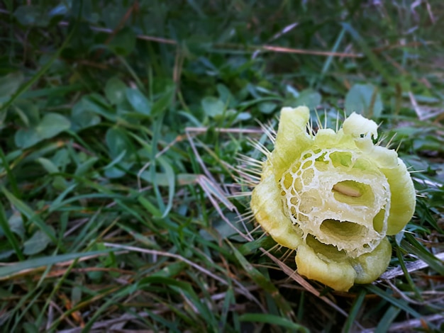 Un cetriolo selvatico Echinocystis lobata sull'erba