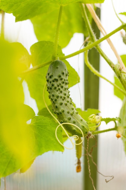 Un cetriolo verde con brufoli è appeso a una pianta di cetriolo, con uno sfondo sfocato