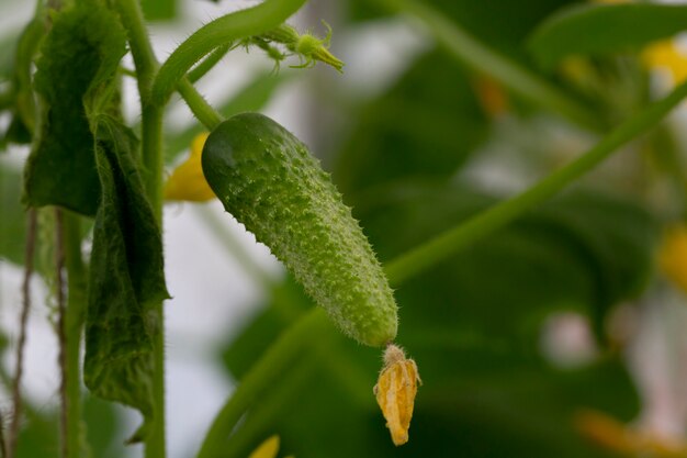 Un cetriolo verde con fiori che crescono in un giardino o in una serra. Il concetto di raccolta.