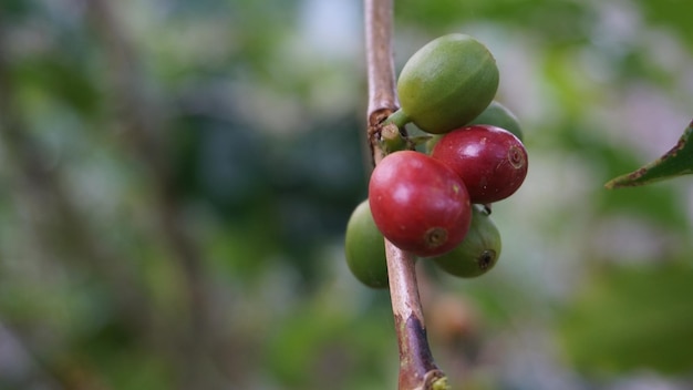 Un chicco di caffè rosso su un ramo