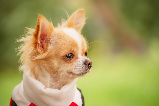 Un chihuahua a pelo lungo di colore bianco-rosso in un giubbotto. Animale.