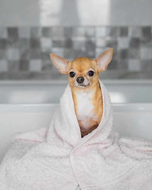 Un chihuahua avvolto in un asciugamano si trova in una vasca da bagno.