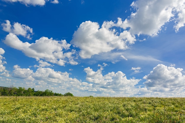 Un cielo azzurro con nuvole su un prato fiorito in estate.