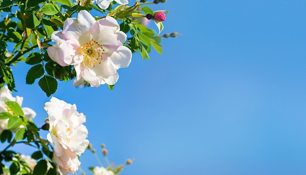 Un cielo azzurro con rose bianche