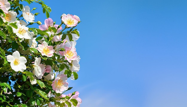 Un cielo azzurro con un mazzo di rose