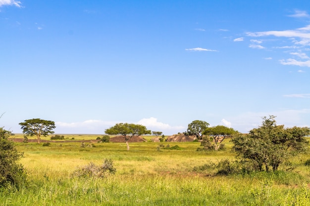 Un cielo azzurro del Serengeti. Tanzania, Africa orientale