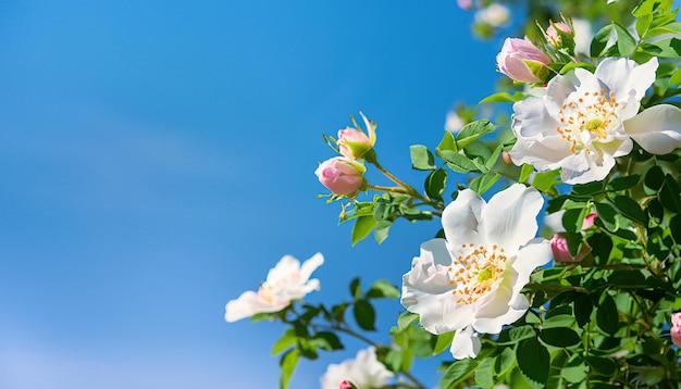 Un cielo blu con rose bianche e rosa