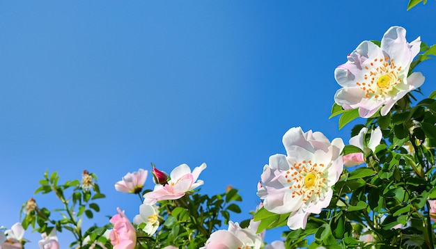 Un cielo blu con rose bianche e rosa