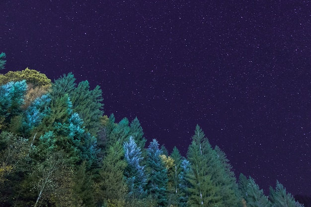 Un cielo limpido e una foresta verde