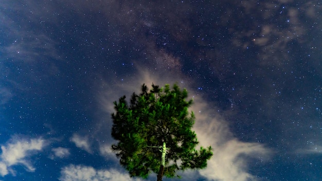 Un cielo notturno con un albero e una galassia al centro