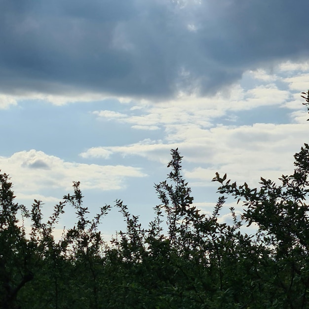 Un cielo nuvoloso è visibile dietro alcuni alberi e il cielo è blu.